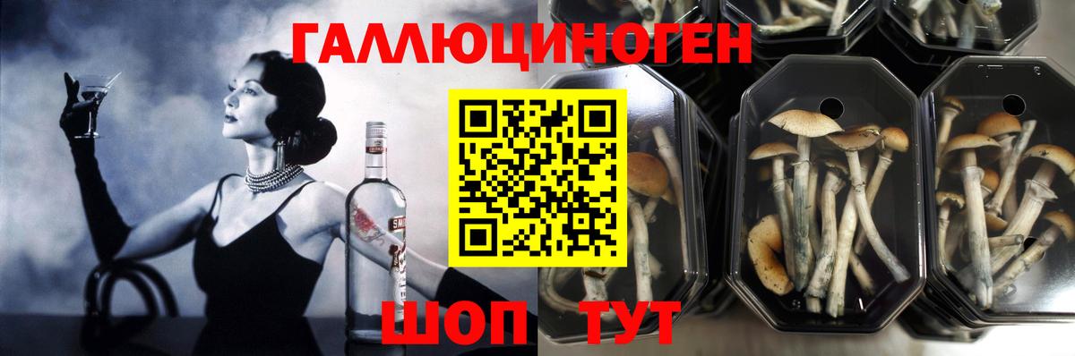 Псилоцибиновые грибы Psilocybine cubensis  Вход с VPN  хочу наркоту  Фролово 